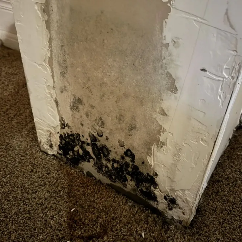 Professional Mold Removal in Donaldsonville, LA
